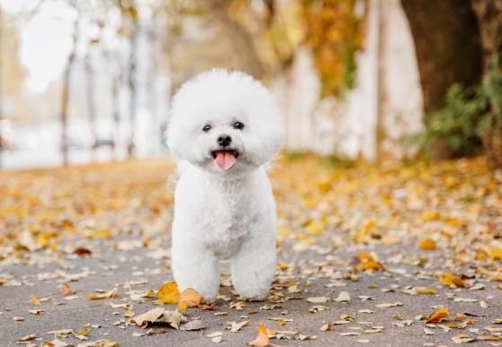 比熊犬好養嗎 比熊犬好養嗎