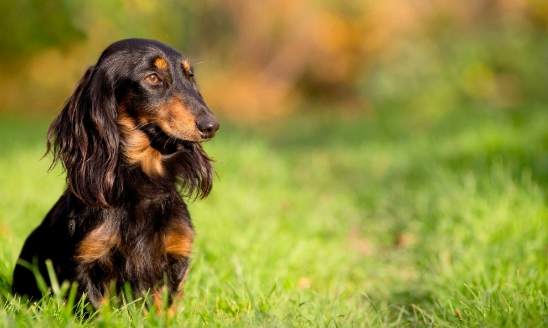 長毛臘腸犬飼養 長毛臘腸犬飼養