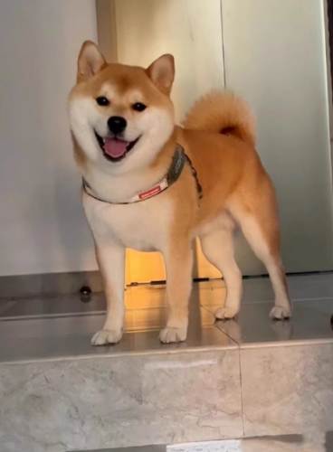 豆柴犬 優缺點 豆柴犬 優缺點