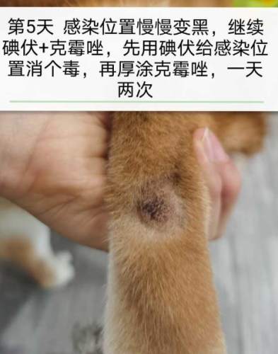 柴犬皮膚病症狀 柴犬皮膚病症狀