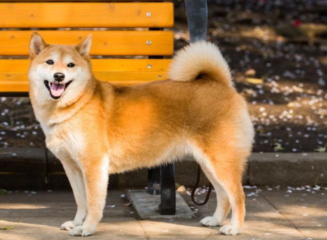 柴犬心情表達 柴犬心情表達