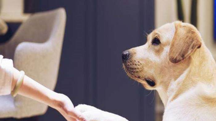 黏人犬種
