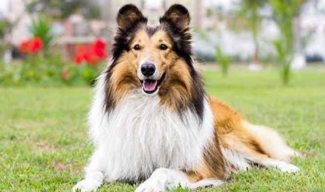 蘇格蘭牧羊犬聰明程度 蘇格蘭牧羊犬聰明程度