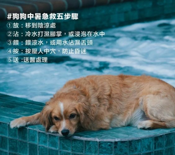 狗熱衰竭徵兆 狗熱衰竭徵兆