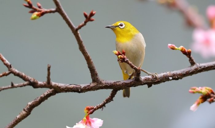 綠繡眼幼鳥 綠繡眼幼鳥