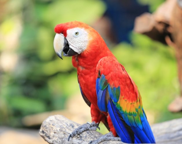 鳥類消化系統疾病 鳥類消化系統疾病