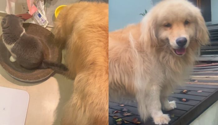 狗狗飼料量計算