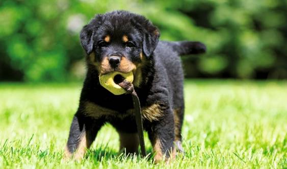 危險犬隻飼養注意事項 危險犬隻飼養注意事項