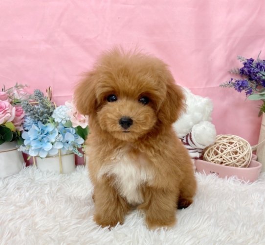 幼犬消化規律 幼犬消化規律