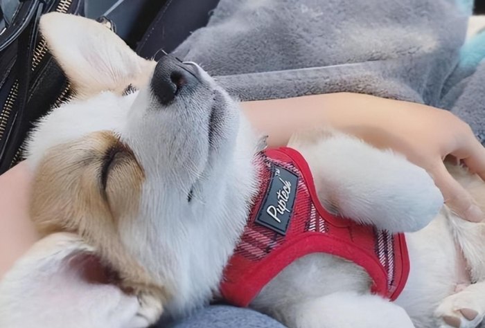 狗狗黏人