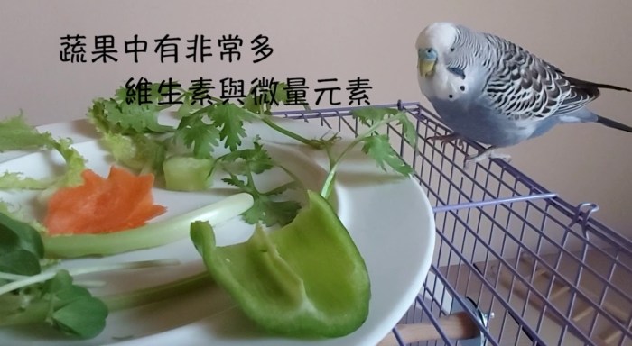 安全鳥食 安全鳥食