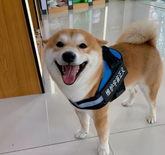柴犬行為解讀 柴犬行為解讀