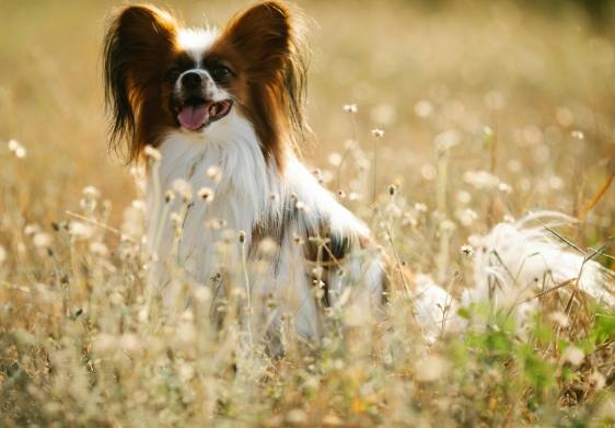 蝴蝶犬飼養