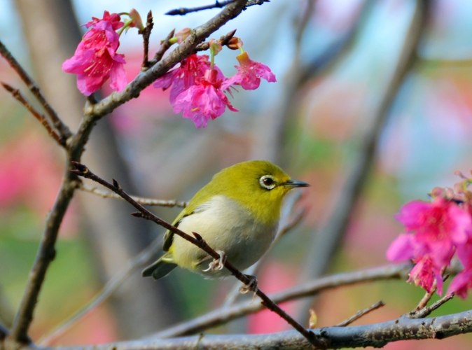 鳥類認人能力 鳥類認人能力