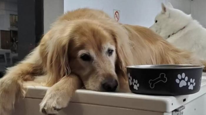 狗狗飲食指南 狗狗飲食指南
