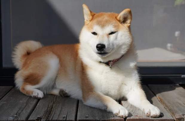 柴犬皮膚病症狀 柴犬皮膚病症狀