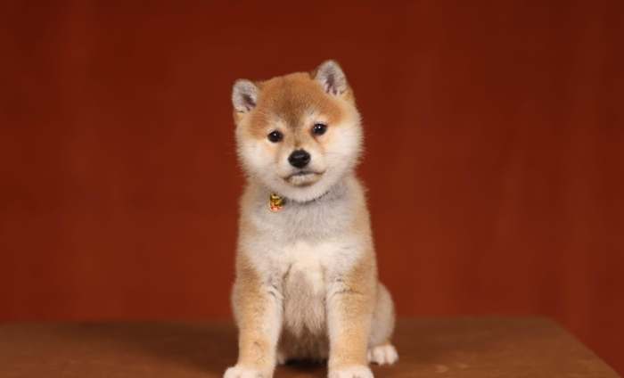 豆柴犬 價格 豆柴犬 價格