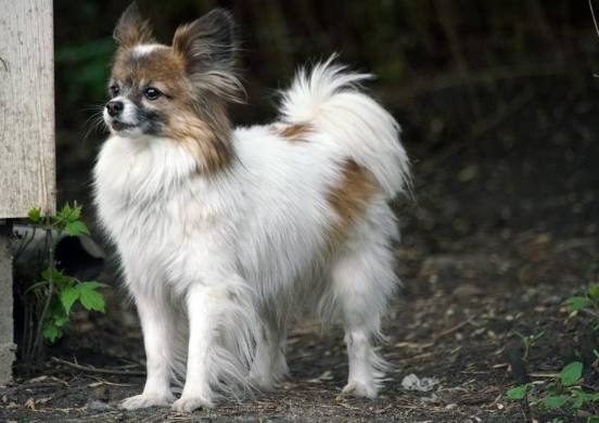 蝴蝶犬飼養