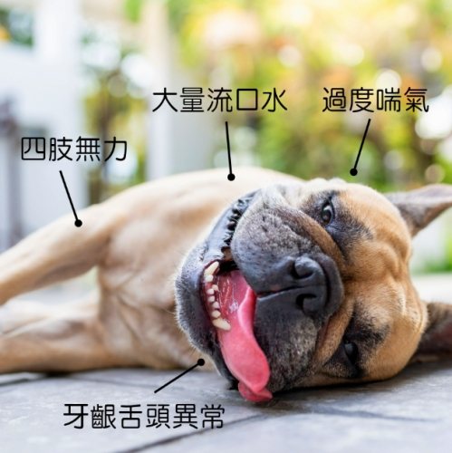 如何預防狗狗中暑 如何預防狗狗中暑