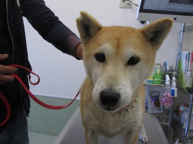 柴犬皮膚病症狀 柴犬皮膚病症狀