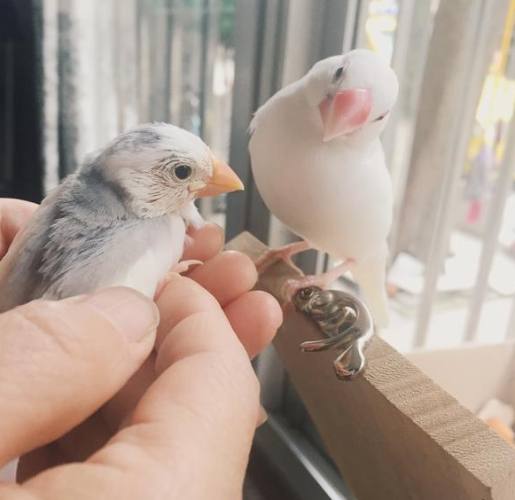 養鳥注意事項 養鳥注意事項