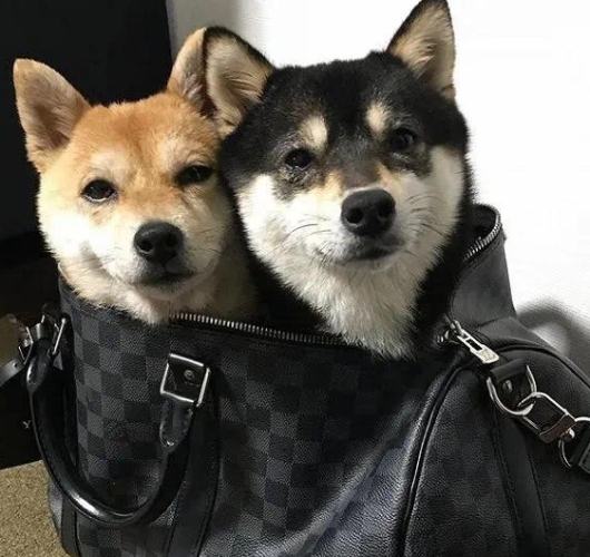 豆柴 柴犬 比較 豆柴 柴犬 比較