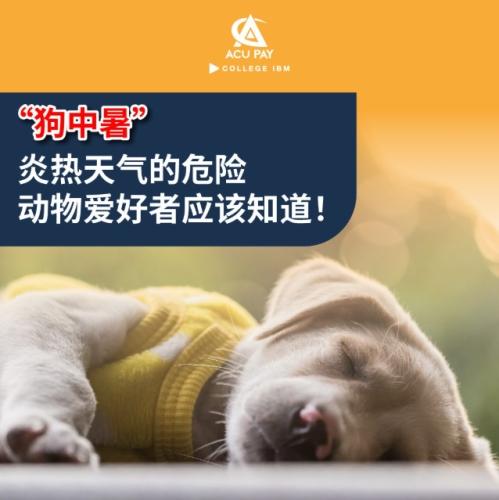 寵物中暑症狀 寵物中暑症狀