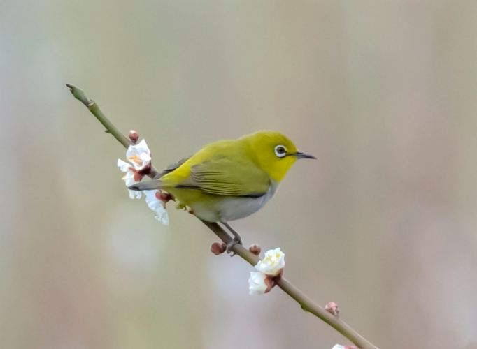 綠繡眼幼鳥 綠繡眼幼鳥