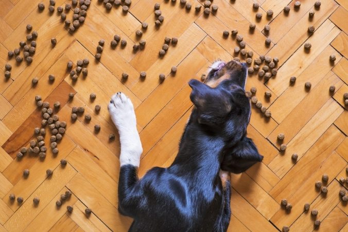 狗狗皮膚過敏飼料