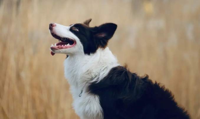 边境牧羊犬聪明度 边境牧羊犬聪明度