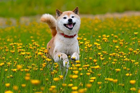 柴犬皮膚護理 柴犬皮膚護理