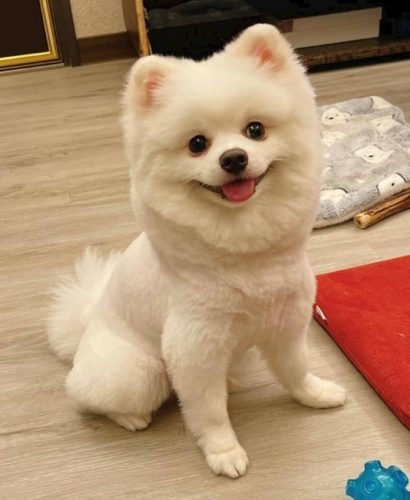 狗狗嘔吐原因 狗狗嘔吐原因