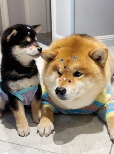 豆柴犬 價格 豆柴犬 價格