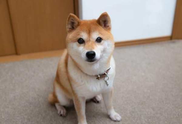 狗狗行為解讀 狗狗行為解讀