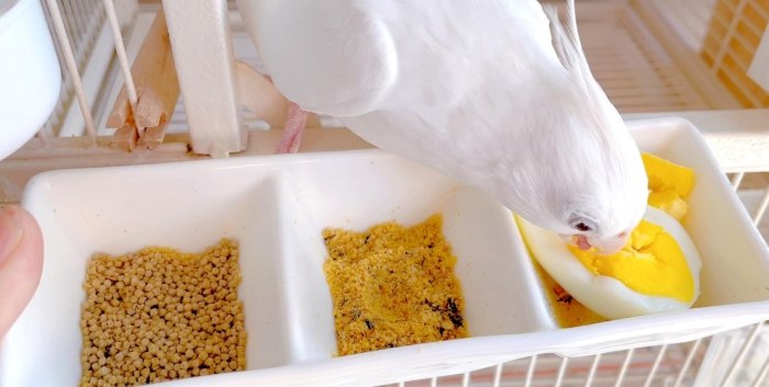 玄鳳鸚鵡食物 玄鳳鸚鵡食物