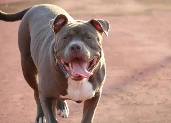 危險犬種法規 危險犬種法規