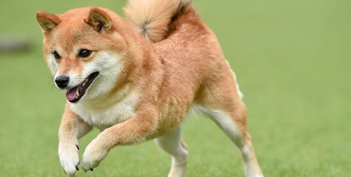 柴犬尾巴語言 柴犬尾巴語言
