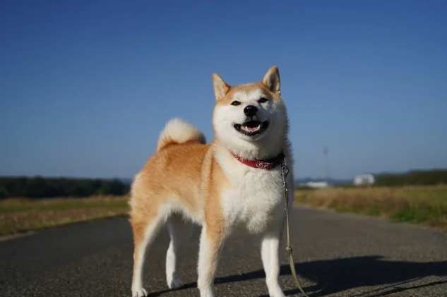 柴犬行為問題 柴犬行為問題