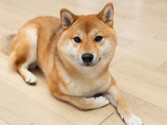 柴犬訓練方法 柴犬訓練方法