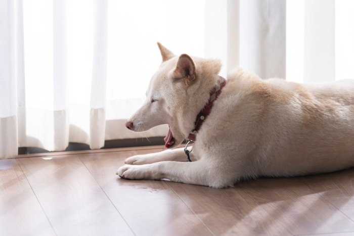 室內犬空守意思 室內犬空守意思