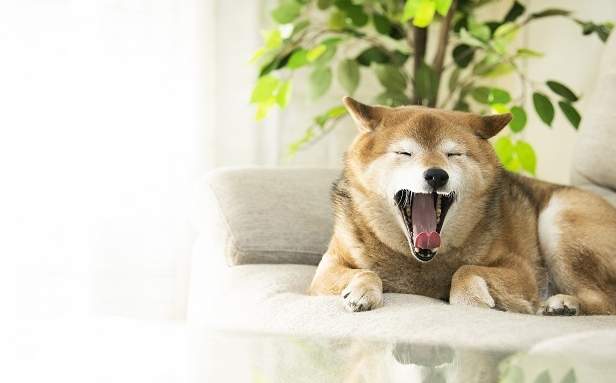 狗狗空守行為 狗狗空守行為