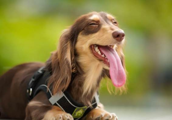 臘腸犬智力 臘腸犬智力