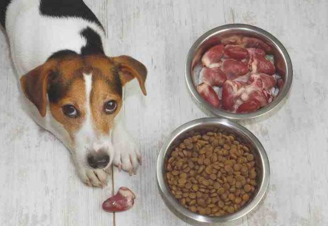 狗狗飼料量計算