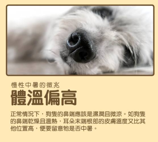 狗狗中暑後照顧 狗狗中暑後照顧