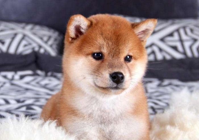 豆柴 vs 柴犬 豆柴 vs 柴犬