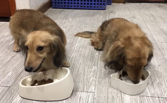狗狗每日食量