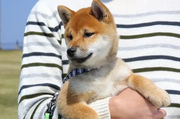 如何延長豆柴壽命 如何延長豆柴壽命
