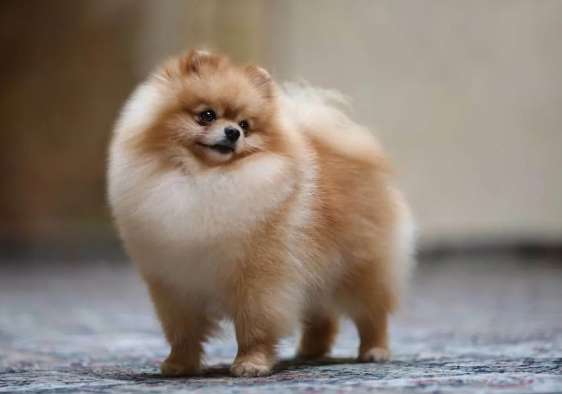 小型犬推薦 小型犬推薦