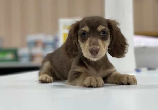 迷你臘腸犬品種 迷你臘腸犬品種