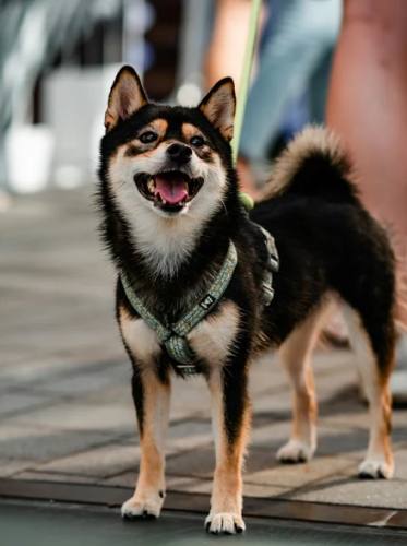 柴犬皮膚病預防 柴犬皮膚病預防